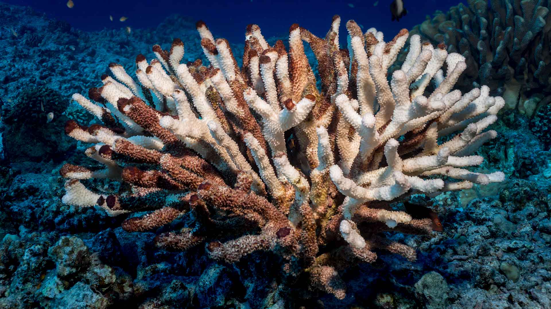 Bleaching Antler coral